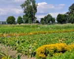 ekologiczna-uprawa-warzyw