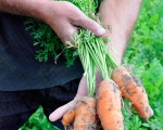 ekologiczna-uprawa-warzyw
